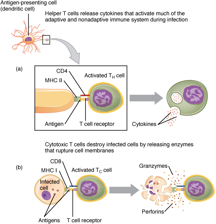 Esta figura mostra as diferentes etapas no processamento de um patógeno extracelular.