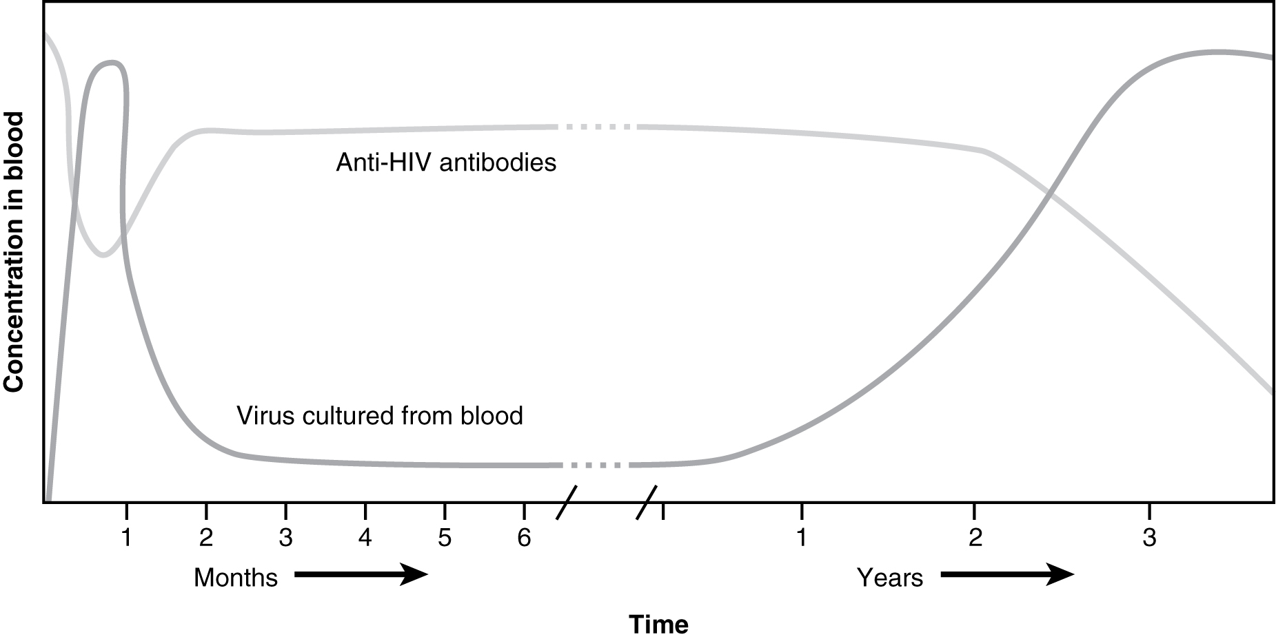 Este gráfico mostra a concentração de partículas virais do HIV no sangue ao longo do tempo em anos.