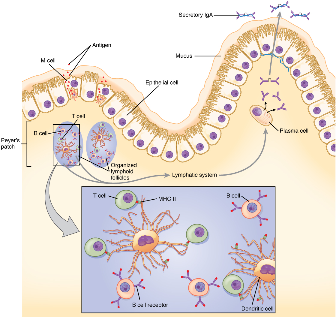 Este diagrama mostra o processo no qual as células do intestino delgado geram imunidade à IgA.