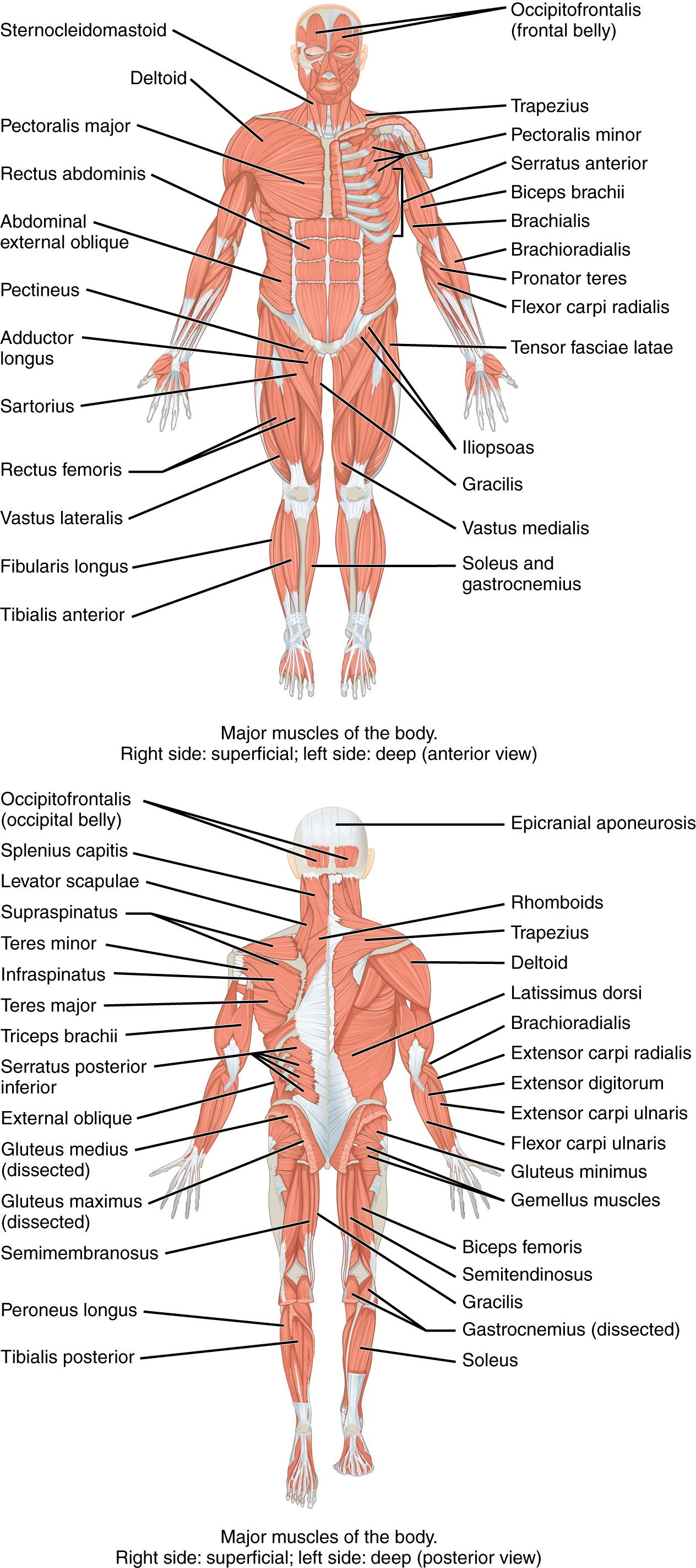 The top panel shows the anterior view of the human body with the major muscles labeled. The bottom panel shows the posterior view of the human body with the major muscles labeled.