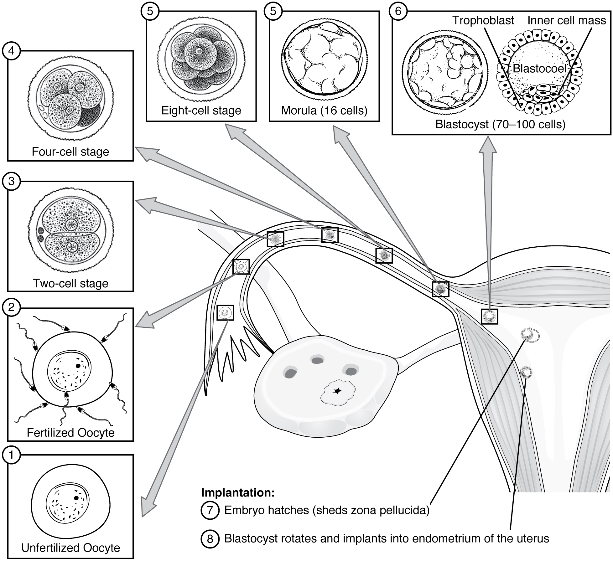 Esta figura mostra os diferentes estágios do desenvolvimento pré-embrionário. Um diagrama do útero é mostrado e, nesta imagem, oito textos explicativos mostram os diferentes estágios de desenvolvimento.
