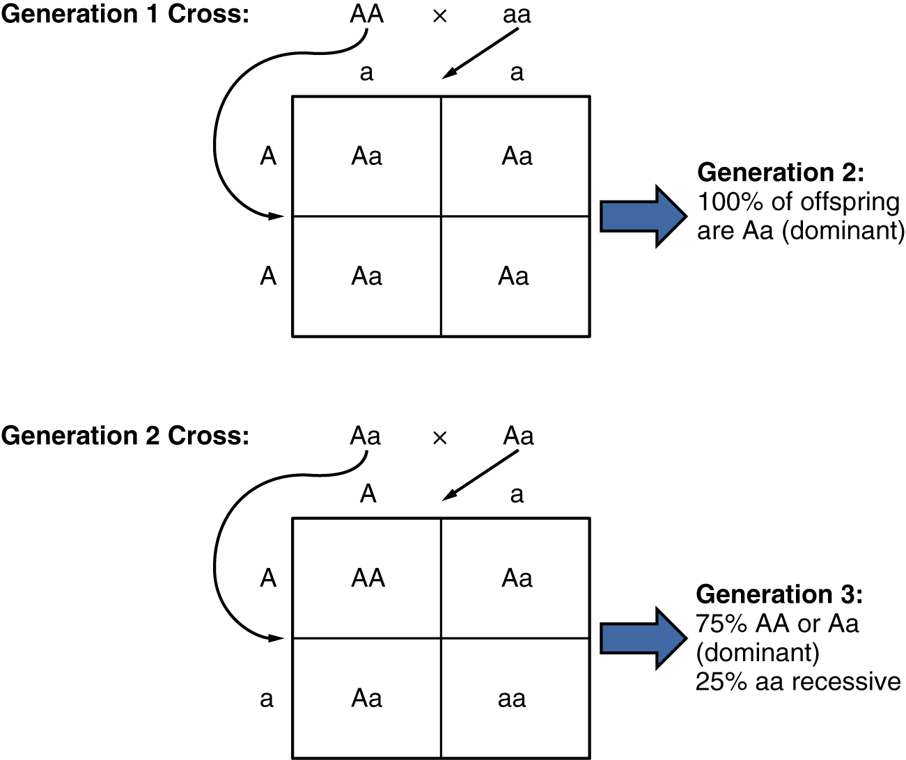 Este diagrama mostra o experimento genético conduzido por Mendel. O painel superior mostra a prole da cruz de primeira geração e o painel inferior mostra a prole da cruz de segunda geração.