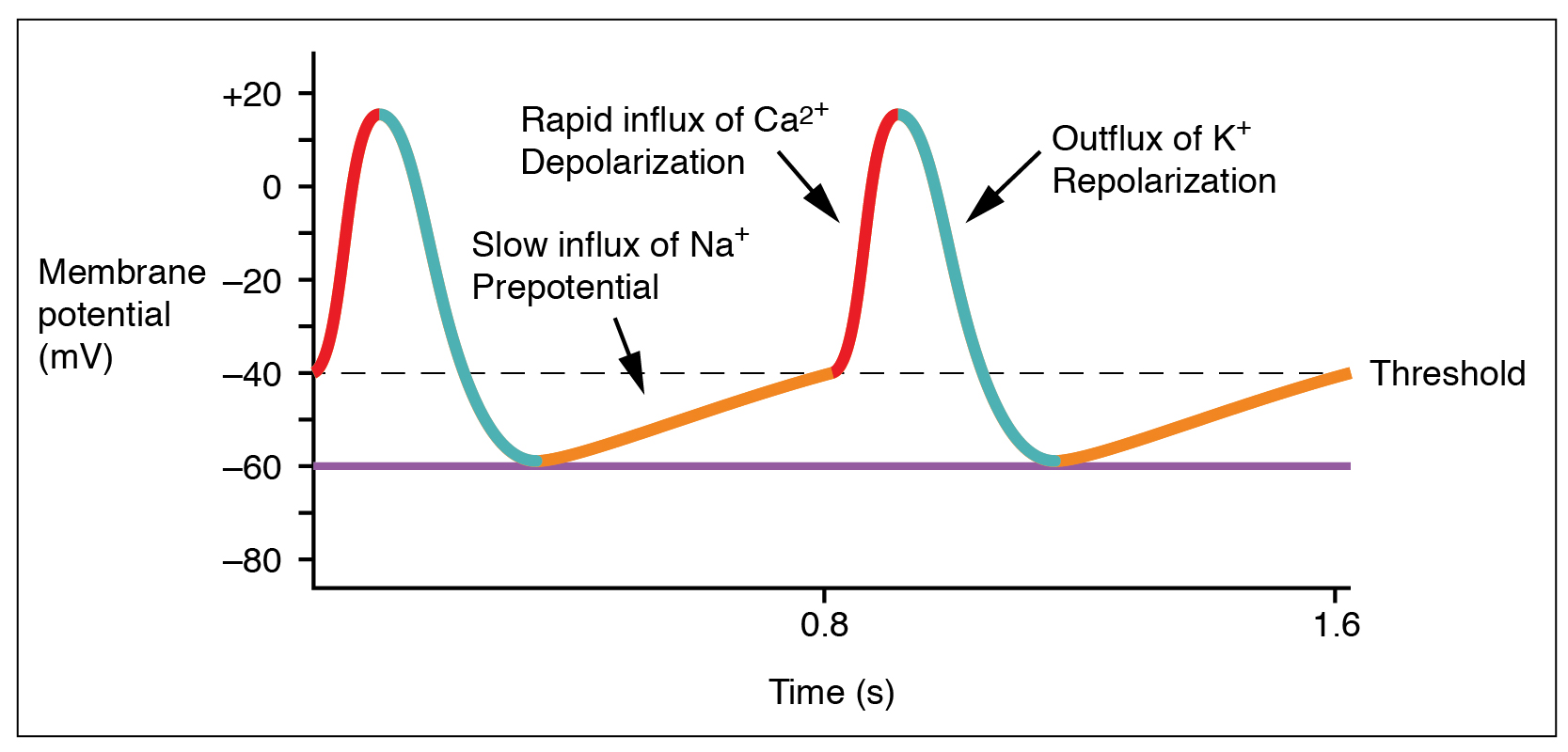 Este gráfico mostra a mudança no potencial da membrana em função do tempo.
