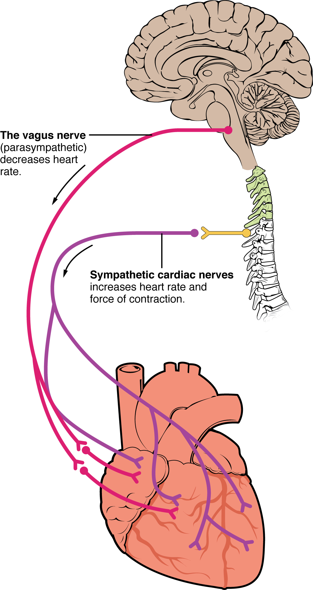 Esta figura mostra o cérebro e os nervos conectando o cérebro ao coração.