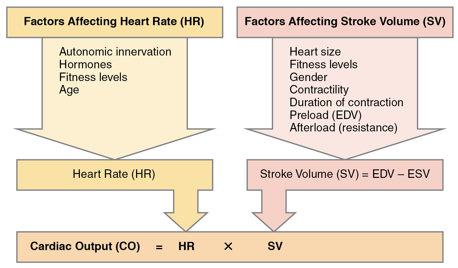Esta figura lista os diferentes fatores que afetam a frequência cardíaca e o volume sistólico. Também mostra como ambos afetam o débito cardíaco.