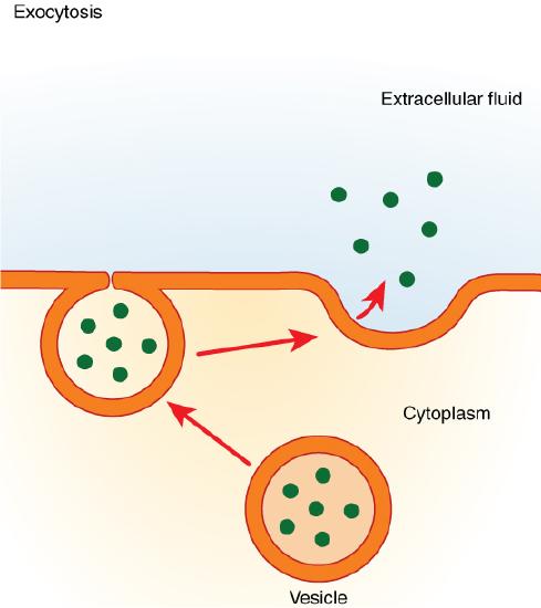 This figure shows the process of exocytosis. A vesicle is shown fusing with the membrane and then releasing its contents into the extracellular fluid.