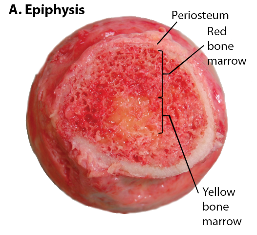 Bone_Marrow_Yellow_and_Red_in_Epiphysis.png