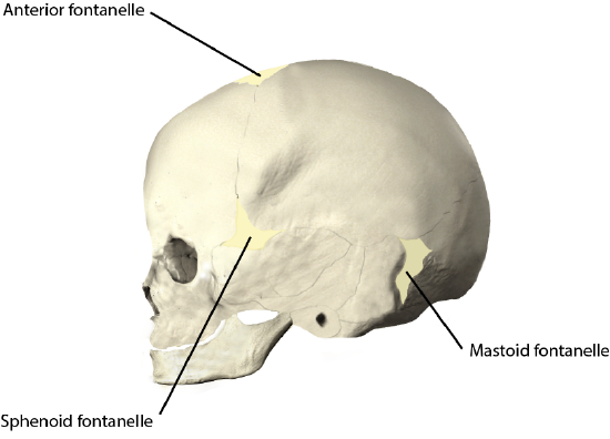 fetal skull fontanelles lateral view.png