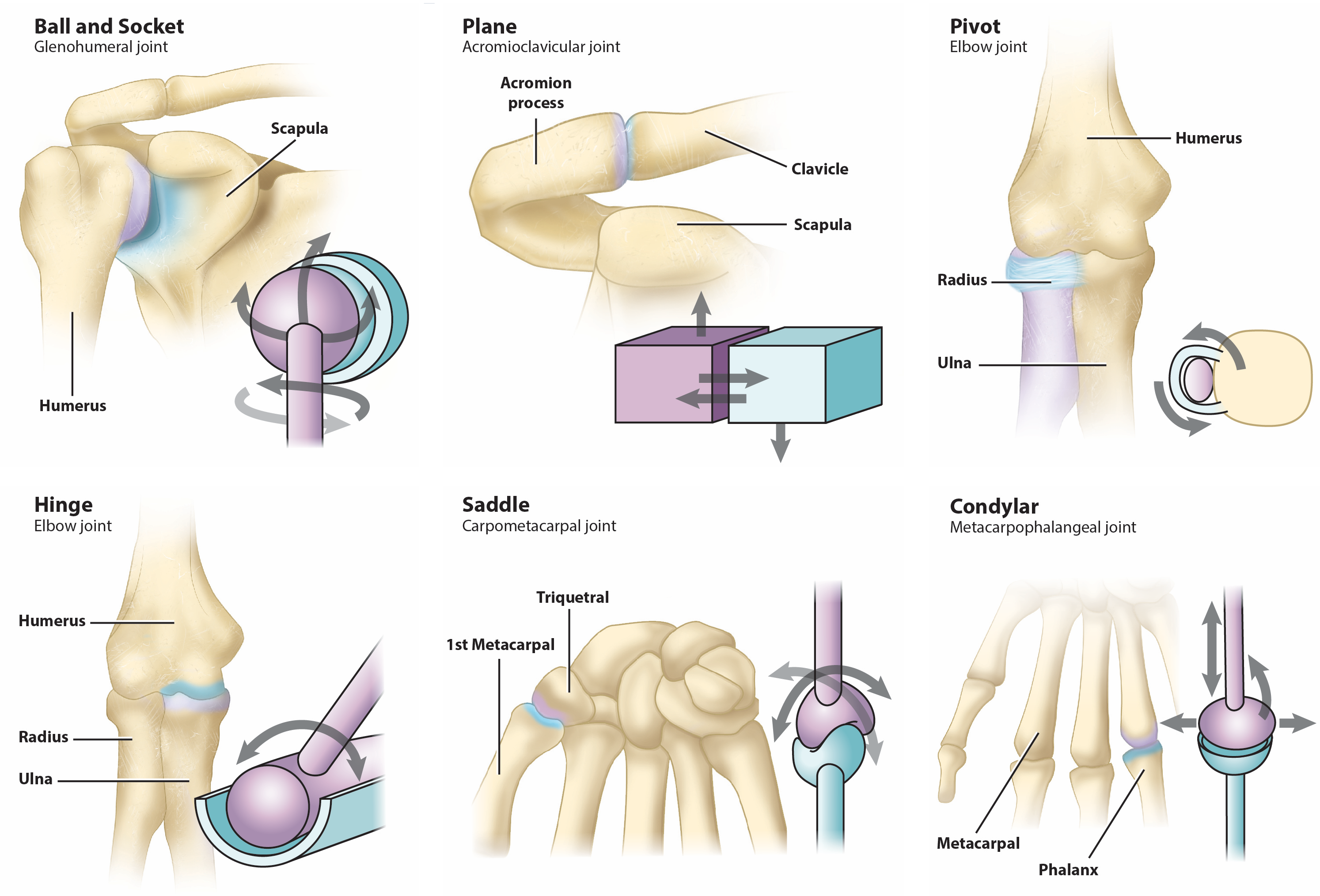 Synovial Joint Types.png