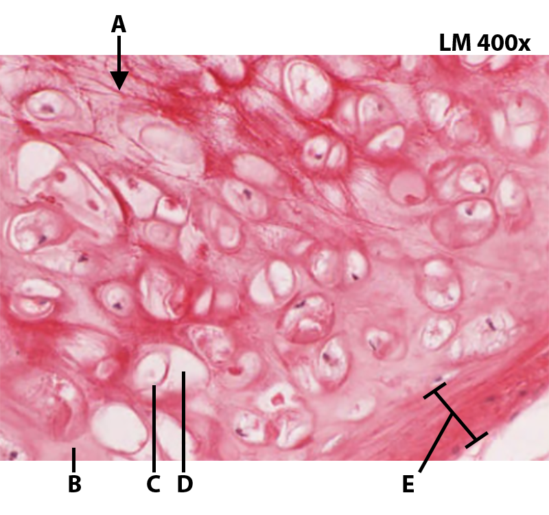 Elastic Cartilage Histology @400x.png