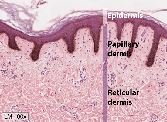 Papillary and Reticular Dermis Histology @100x.png