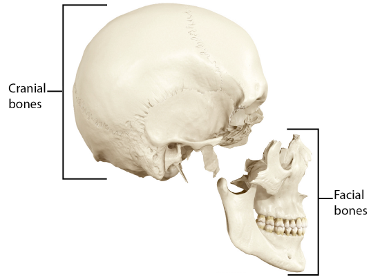 Cranial and Facial Bones viewed Laterally.png