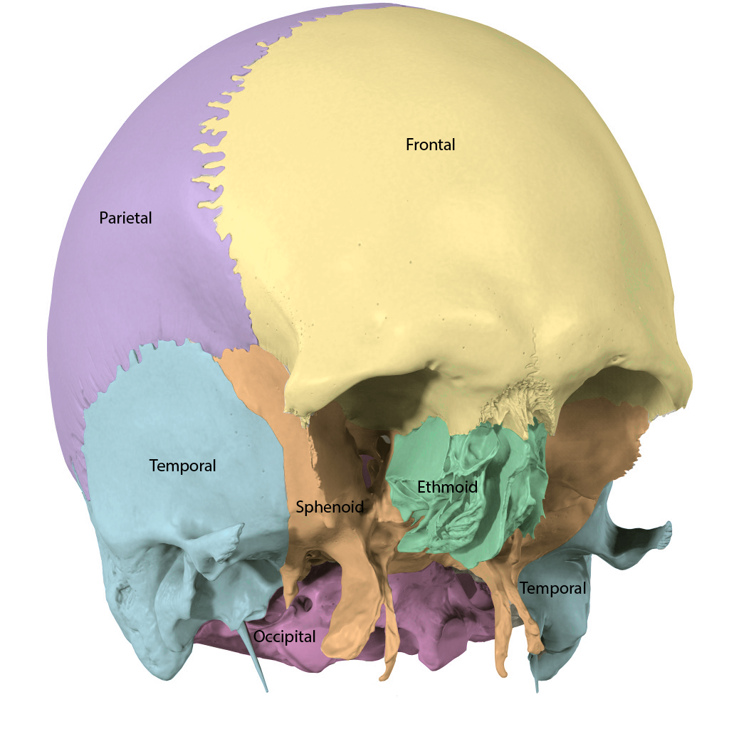 Cranial Bones Colored and Labeled