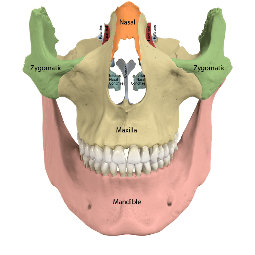 Facial Bones Colored and Labeled
