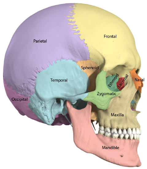 Skull Lateral View Bones Labeled