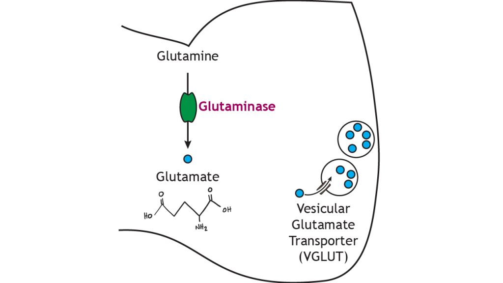 Illustrated pathway of glutamate synthesis and storage. Details in caption.
