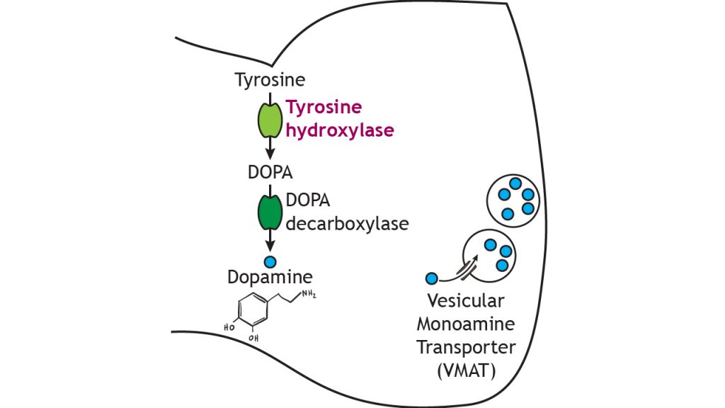 Illustrated pathway of dopamine synthesis and storage. Details in caption.