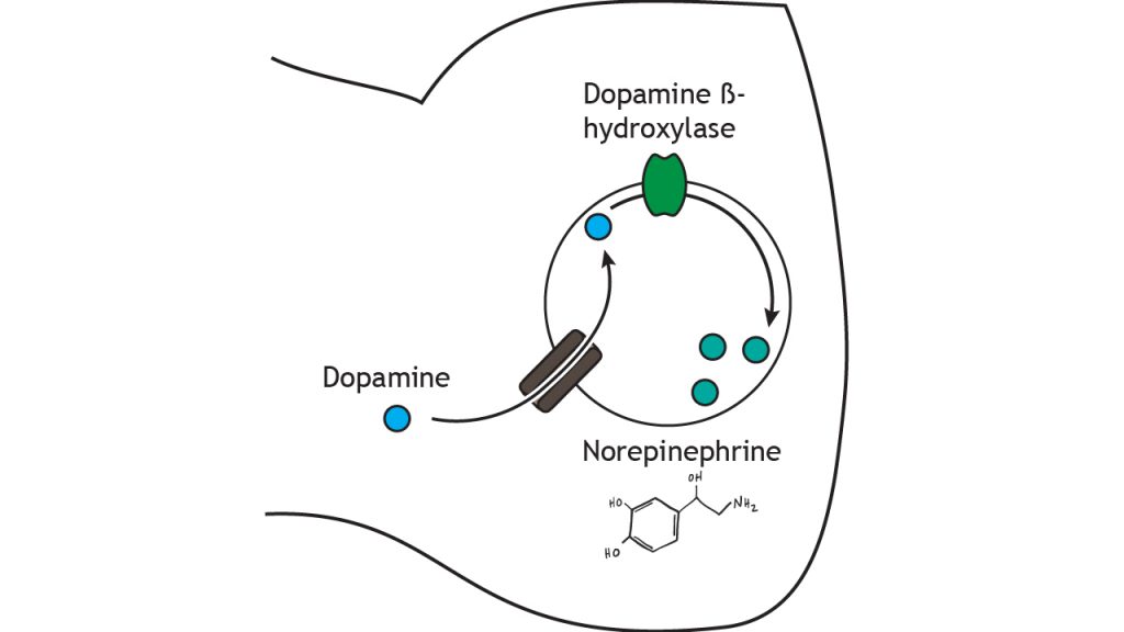 Illustrated pathway of norepinephrine synthesis and storage. Details in caption.