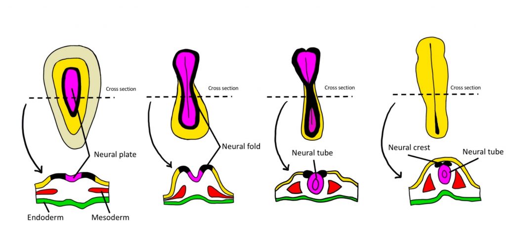 Image depicting the process of neurulation. Details in caption and text.