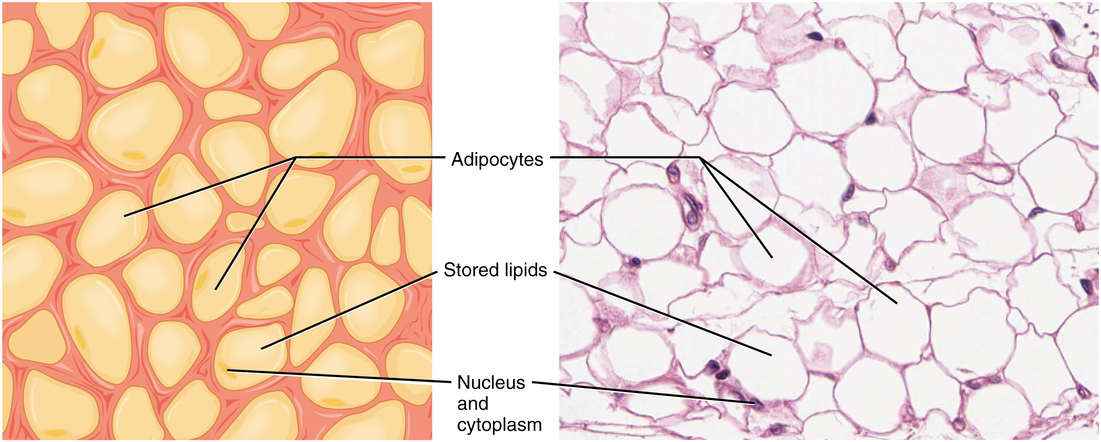 adipose tissue drawing and as viewed under the microscope