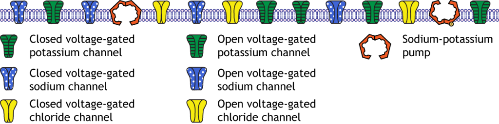 Illustration of the membrane at rest. Details in text.