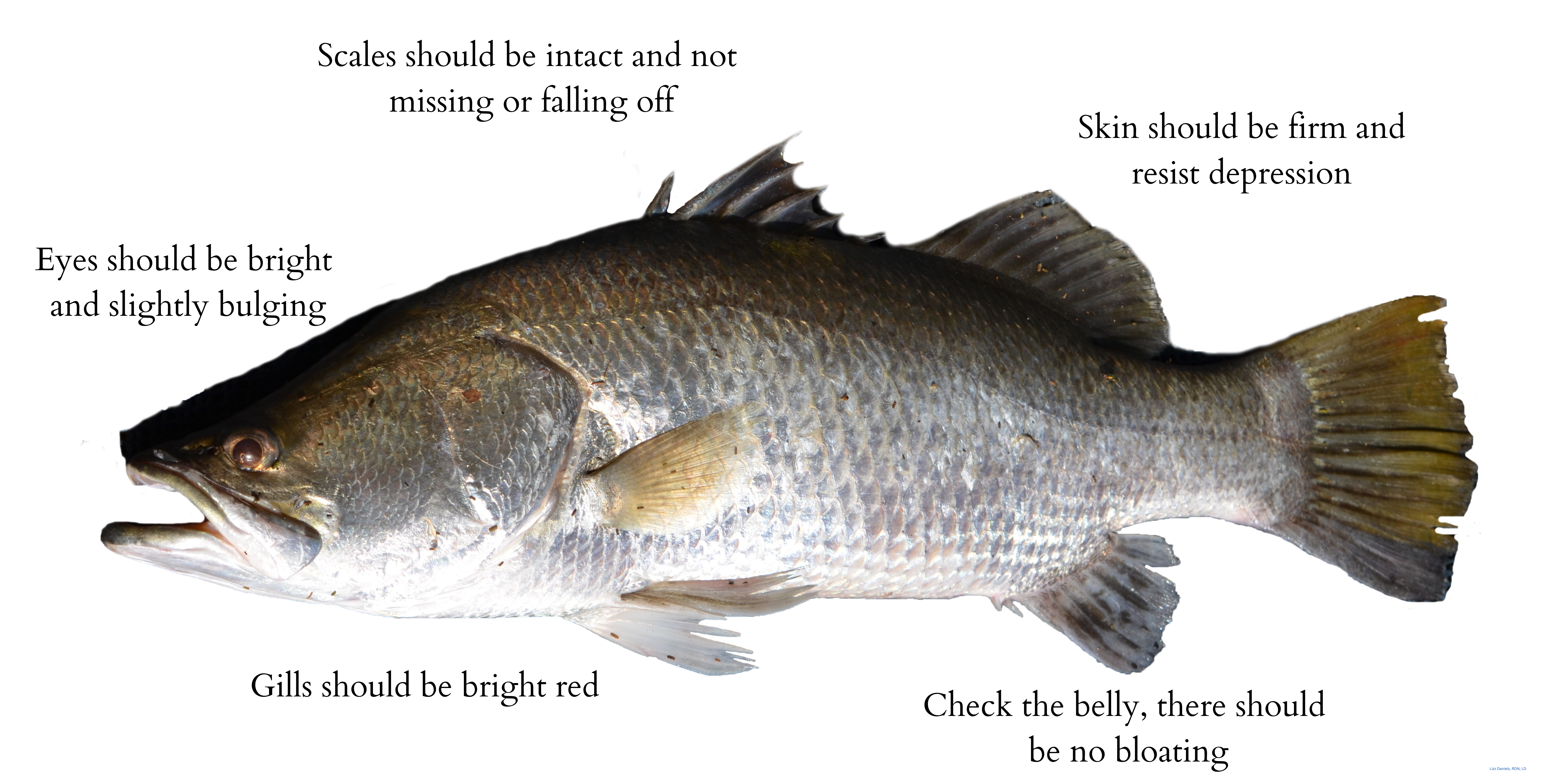 Common Fish Cuts and Cooking Methods (5).png
