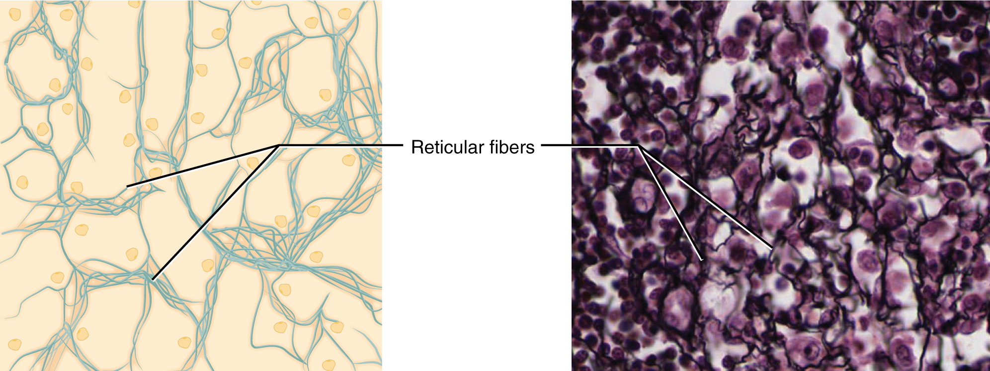 reticular tissue drawing and as viewed under the microscope
