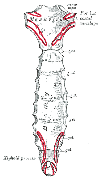 This is a drawing of the sternum with its three regions labeled. From top to bottom, they are the manubrium, the gladiolus, and the xiphoid process regions.