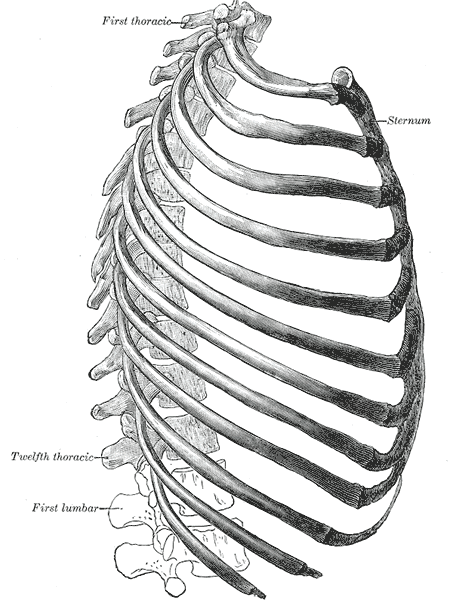This is a drawing of a rib cage that shows its connections to vertebrae. In particular, the first thoracic vertebra is labeled to display how a rib attached to it curves across and attaches to the sternum.