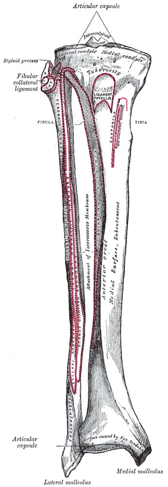 This is a drawing that shows the tibia and fibula in anatomical position with other parts of the leg labeled.