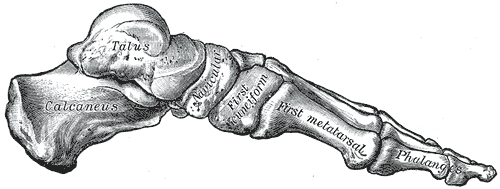This is a drawing of the arches of the foot. It depicts a skeleton of a foot shown from its medial aspect.