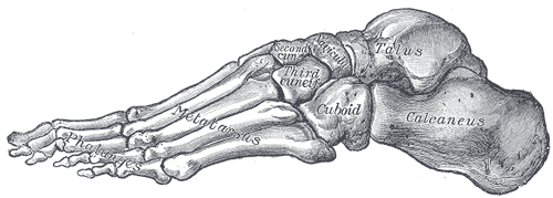 This drawing of the foot shows how it contains the proximal tarsals that form the ankle and heel; intermediate metatarsals; and the distal phalanges that form the toes.