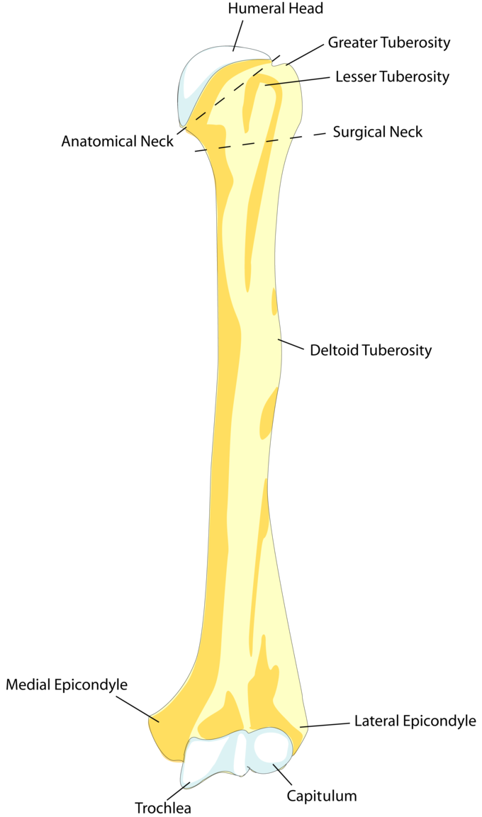 This drawing of the humerus shows how it attaches proximally to the scapula (shoulderblade) at the humeral head and distally with the radius and ulna (lower-arm bones) at the trochlea and capitulum, respectively.