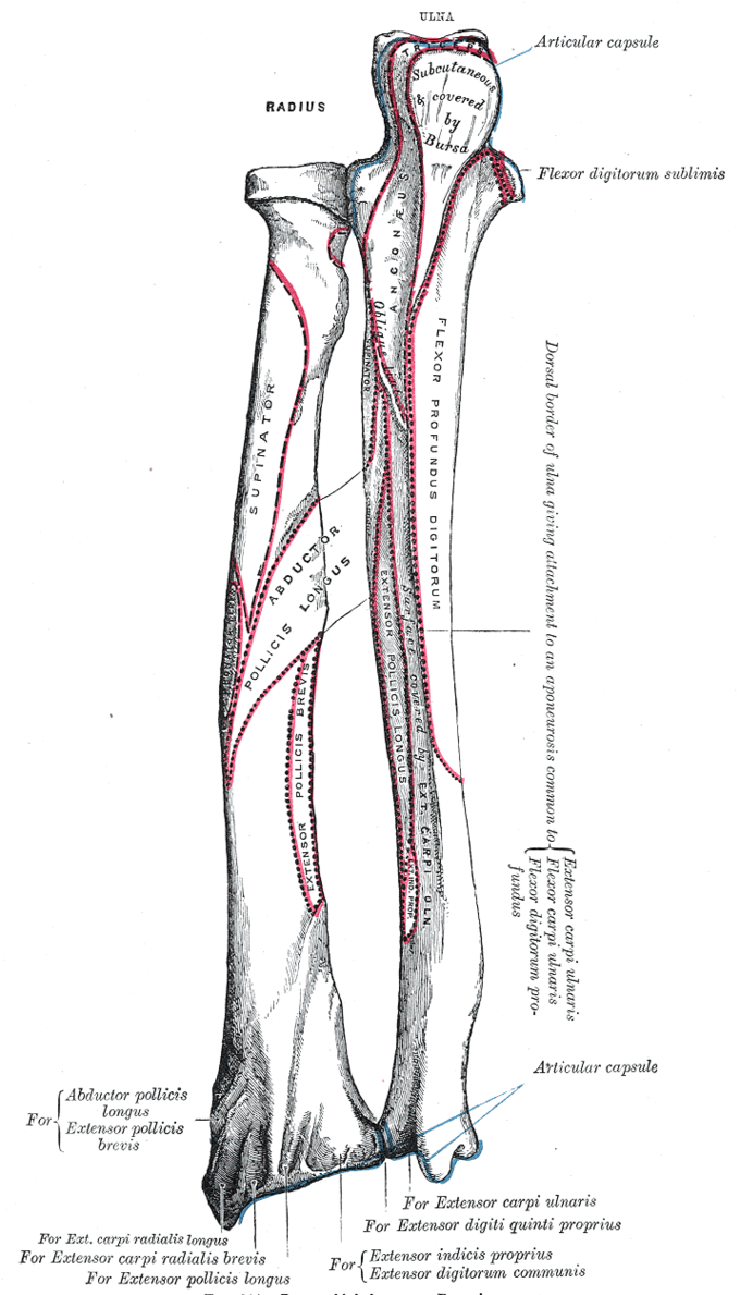 This is a drawing of the forearm. It depicts the positions of the radius and ulna bones in the forearm, and labels the locations of muscle and ligament attachments.