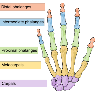 This is a color illustration of human hand bones. It shows how fingers are made up of proximal, intermediate, and distal phalanges. The thumb lacks an intermediate phalange. It also shows the metacarpals and carpals.