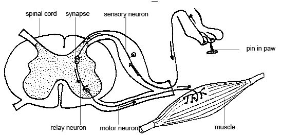 This is a drawing that diagrams a reflex arc—the path taken by the nerve impulses. This picture shows a pain in the paw of an animal, but it is equally adaptable to any situation and animal (including humans). The picture shows how the nerve impulse travels from the pin prick to a sensory neuron, to a synapse, to a relay neuron, then to a motor neuron that activates a muscle movement.