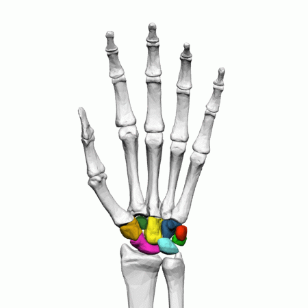 This is an animated skeleton of the left hand; it spins 360 degrees to display the carpals. There are eight carpal bones in each wrist: scaphoid, lunate, triquetral, pisiform, trapezium, trapezoid, capitate, and hamate.