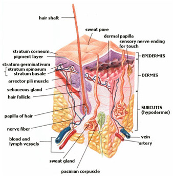 This illustrates a cross-section of human skin. This image details the parts of the integumentary system, such as the sweat glands.
