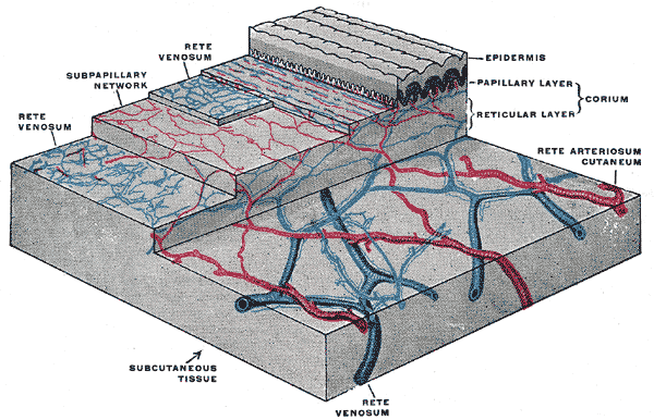 This is an image of the distribution of the blood vessels in the skin of the sole of the foot. The blood vessels that supply the capillaries of the papillary region are seen running through the reticular layer.