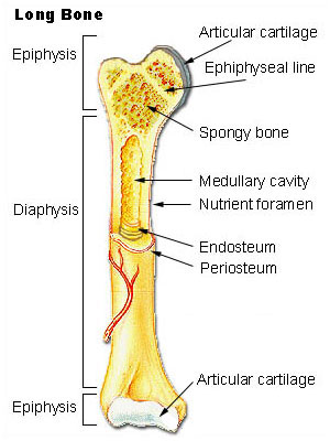 This is an image of a long bone, with its various parts labeled. The epiphysis is the rounded end of a long bone located at its joint with adjacent bone(s). Between the epiphysis and diaphysis (the long midsection of the long bone) lies the metaphysis, including the epiphyseal plate (growth plate)