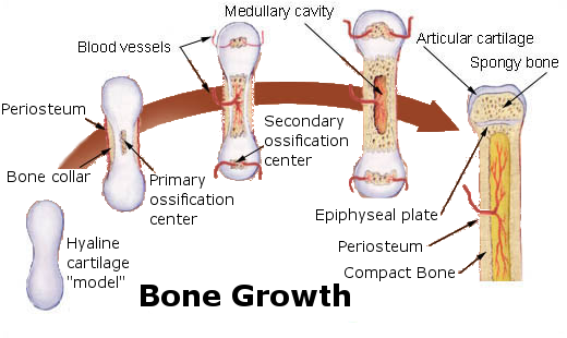 This is a drawing that show the development of the primary and secondary ossification centers. The first image is hyaline cartilage that is the basis for primary ossification, identified in the next image and represented by a small bone. During secondary ossification, blood vessels and nerves emerge and the bone gets larger.