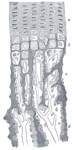 This is a drawing of part of a longitudinal section of a rabbit's developing femur. The parts identified are: a) Flattened cartilage cells; b) Enlarged cartilage cells; c) [MISSING], d) Newly formed bone; e) Osteoblasts; f) Giant cells or osteoclasts; g) [MISSING] , h) Shrunken cartilage cells.