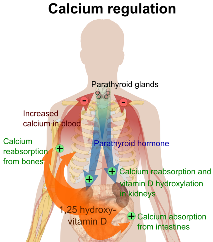 This illustrates calcium regulation in our bodies. An image of the body shows the parathyroid glands in the neck releasing parathyroid hormones to the kidneys to regulate the levels of calcium in the blood.