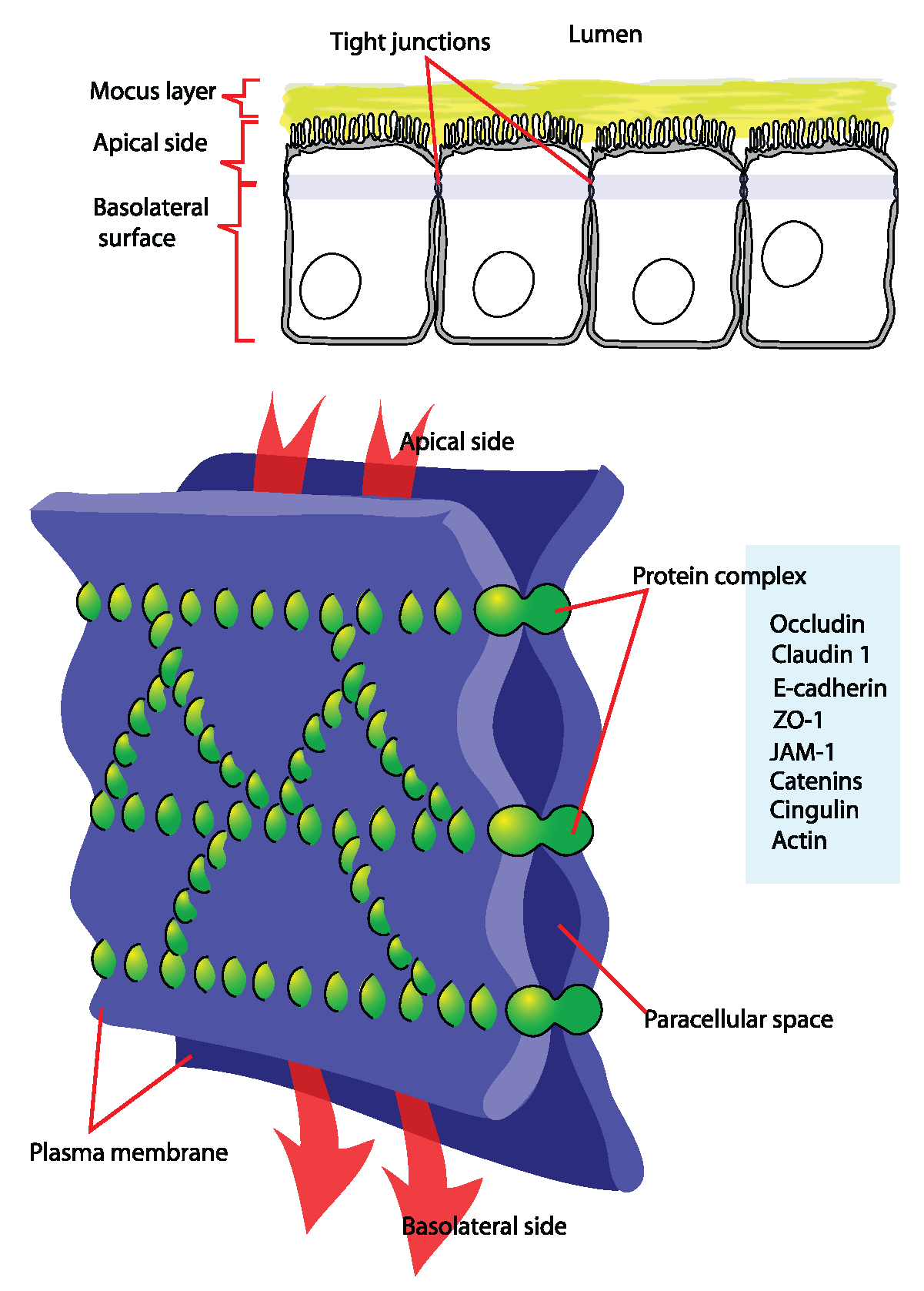This is a color diagram of tight junction components in a plasma membrane. It shows how tight junctions form seals that create paracellular spaces throughout the plasma membrane.