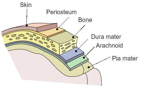 This figure displays the meninges with respect to the skull and surface of the brain.