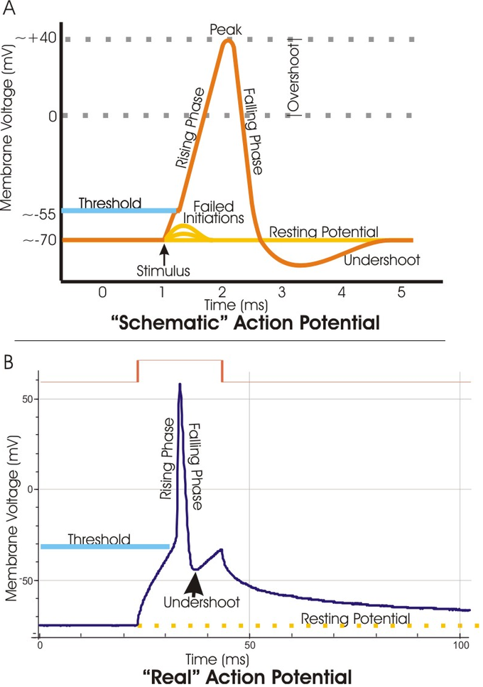 These diagrams of real and schematic action potential indicate peak, overshoot, rising phase, falling phase, threshold, failed initiations, resting potential, stimulus, undershoot.