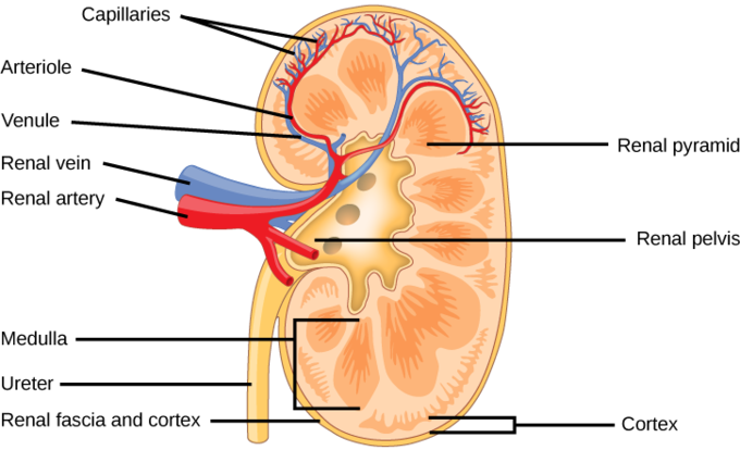 This is a drawing of the kidney. It highlights the kidney's three main areas, which are the outer cortex, a medulla in the middle, and the renal pelvis.