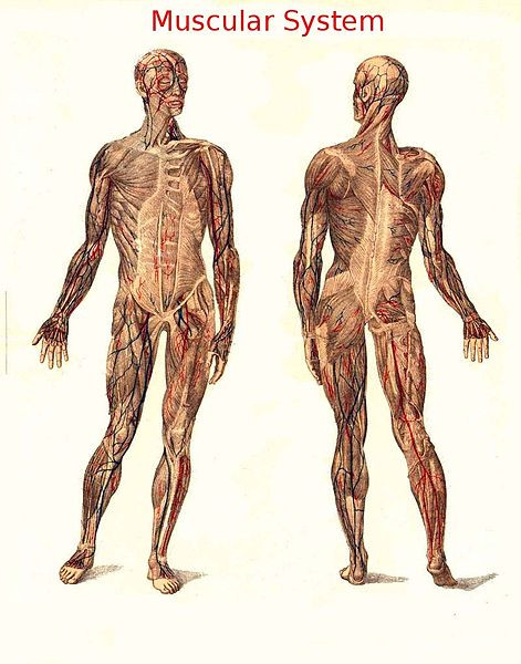 A drawing of skeletal muscle, shown as full front and back views of a human muscular system.
