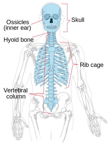 This is a drawing of the human skeleton with the axial skeleton (consisting of the ossicle, skul, hyoid bone, rib cage and vertebral column) highlighted in blue.