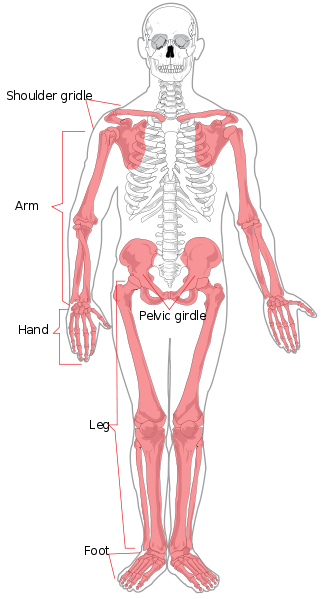 This is a full frontal diagram of the human skeleton with the appendicular skeleton colored red. The red parts are labeled as the shoulder girdle, arm, hand, pelvic girdle, leg, and foot.